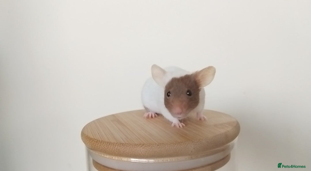 Mouse rodents for sale: 🐭 Female Mice Available for Adoption 🐭 - Image 7