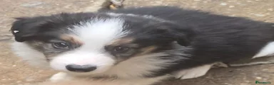 Male Border Collie 1 