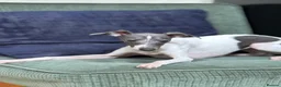Italian Greyhound dogs for sale: Outstanding FEMALE LEFT REDUCED  - Advert 5