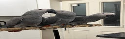 Parrots birds for sale: Super tame baby African greys  - Advert 6