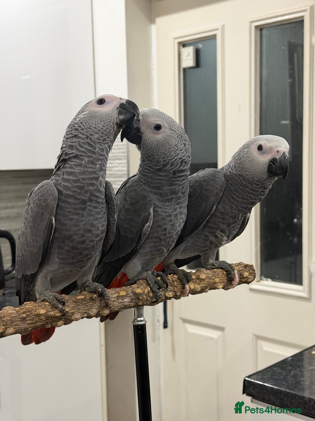 Parrots birds for sale: Super tame baby African greys  - Advert 6