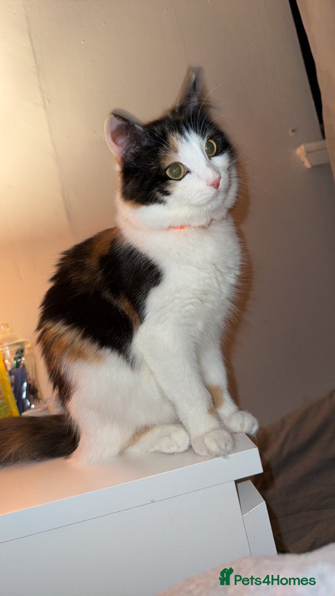 Mixed Breed cats for sale: Calico female cat  - Image 1
