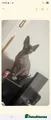 Sphynx cats Sphynx Cat - Advert 5
