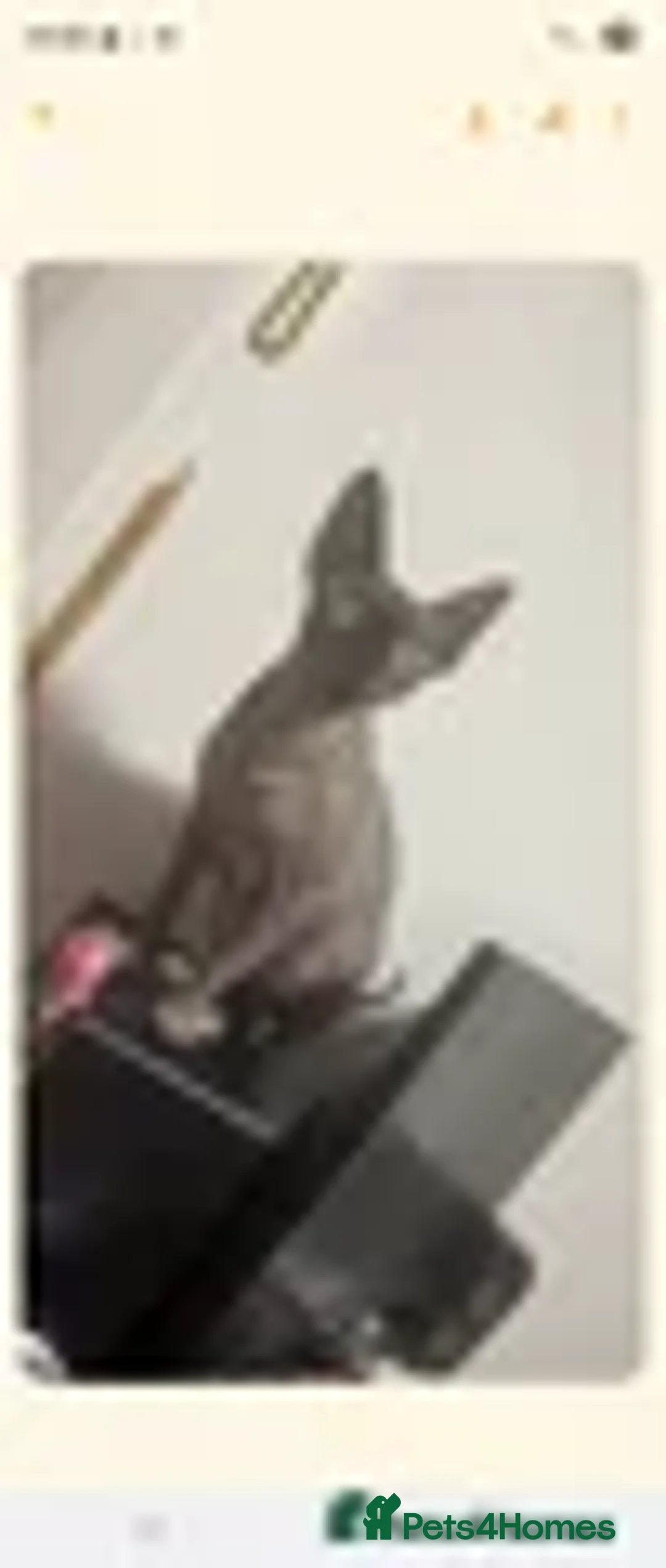 Sphynx cats for sale: Sphynx Cat - Advert 1