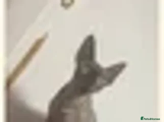 Sphynx cats Sphynx Cat - Advert 1