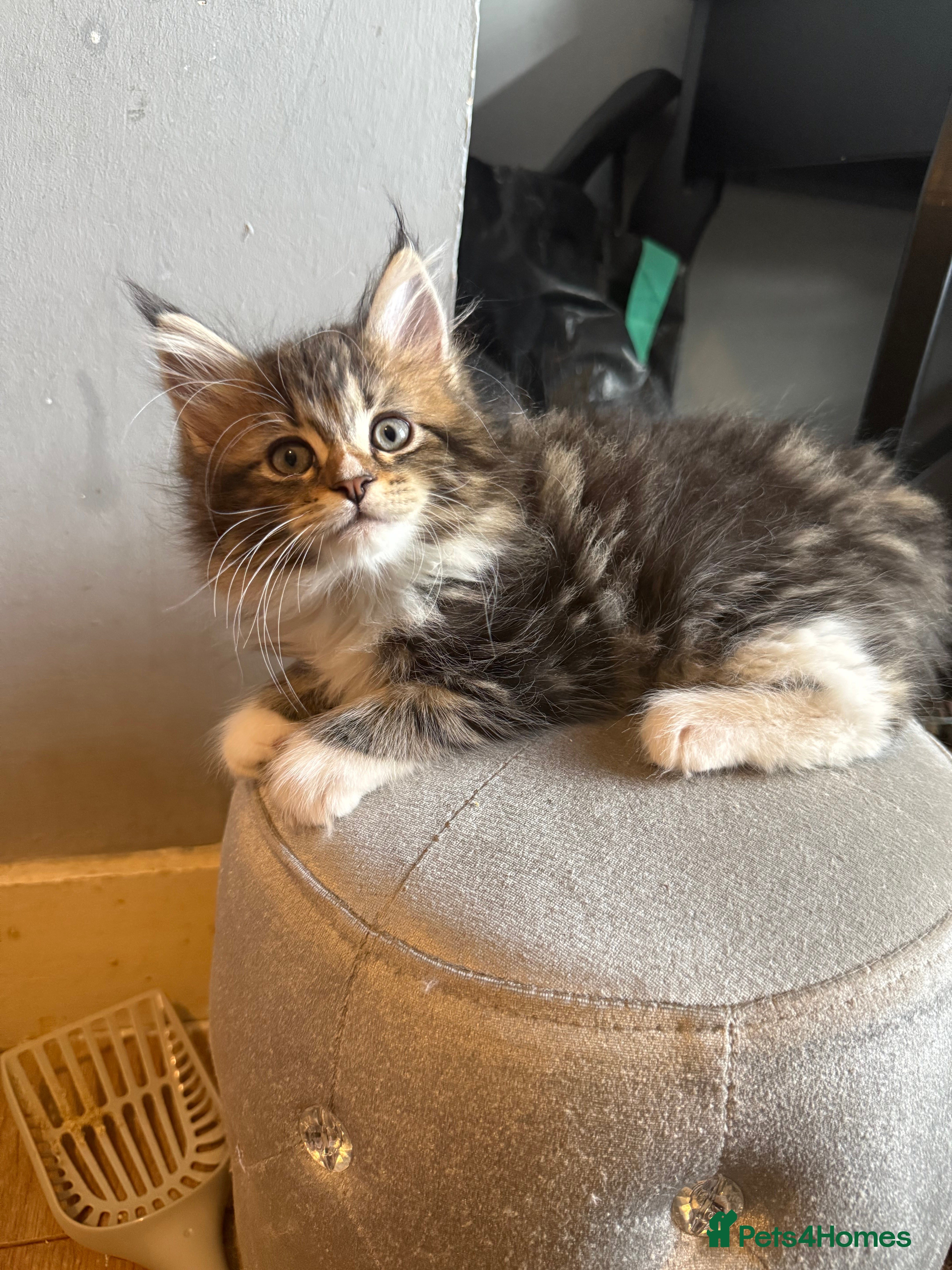 Mixed Breed cats for sale: Maine coon x Persian kittens  - Advert 8