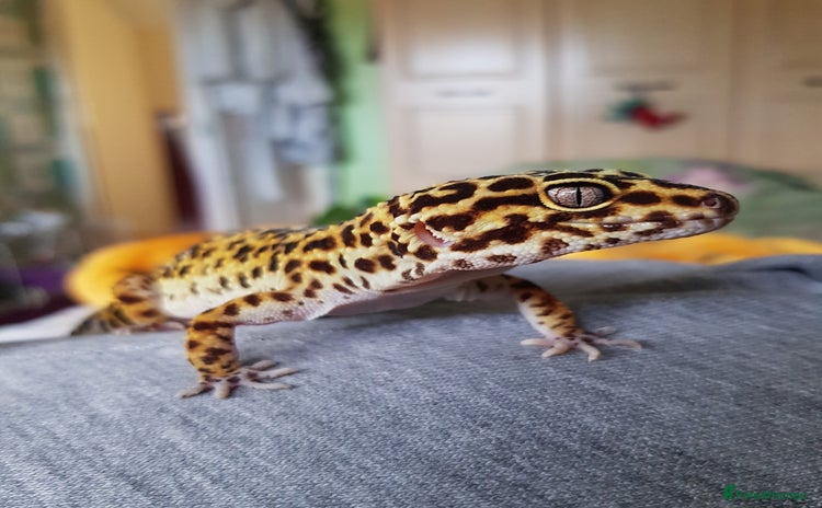 Leopard Gecko reptiles - Advert 4