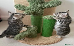 Bengal cats for sale: Stunning Silver Bengal Kittens 😻 - Image 37
