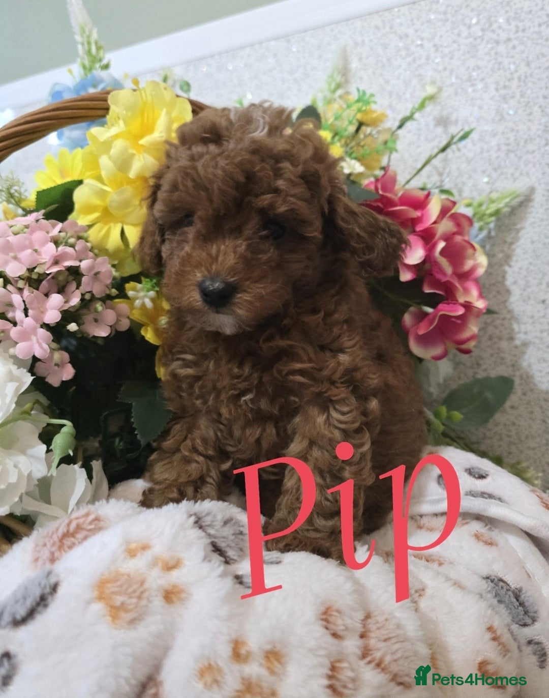 Toy Poodle dogs for sale: Kc reg deep red toy poodle council licensed  - Image 31