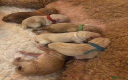 Goldendoodle dogs for sale: Beautiful F1B Goldendoodle Puppies – Ready Soon - Image 14