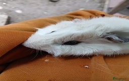 Guinea Pig rodents for sale:  Male Guinea Pig (Boar) - Image 2