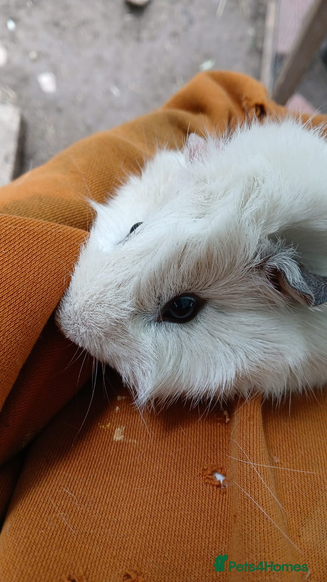 Guinea Pig rodents for sale:  Male Guinea Pig (Boar) - Image 2