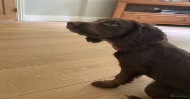 Cocker Spaniel dogs - Advert 1