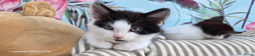 Domestic Shorthair Kitten 1