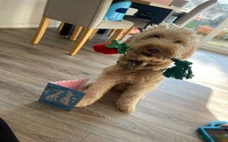 Australian Labradoodle dogs for sale: MALE Australian labradoodle 5 years old for sale - Image 1