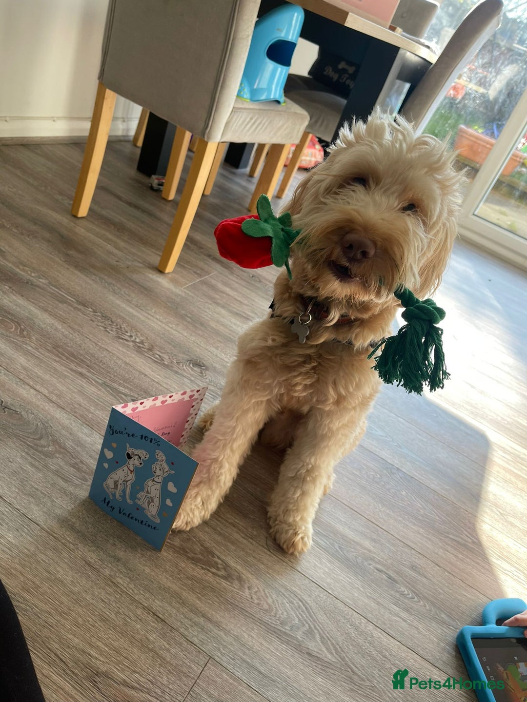 Australian Labradoodle dogs for sale: MALE Australian labradoodle 5 years old for sale - Image 1