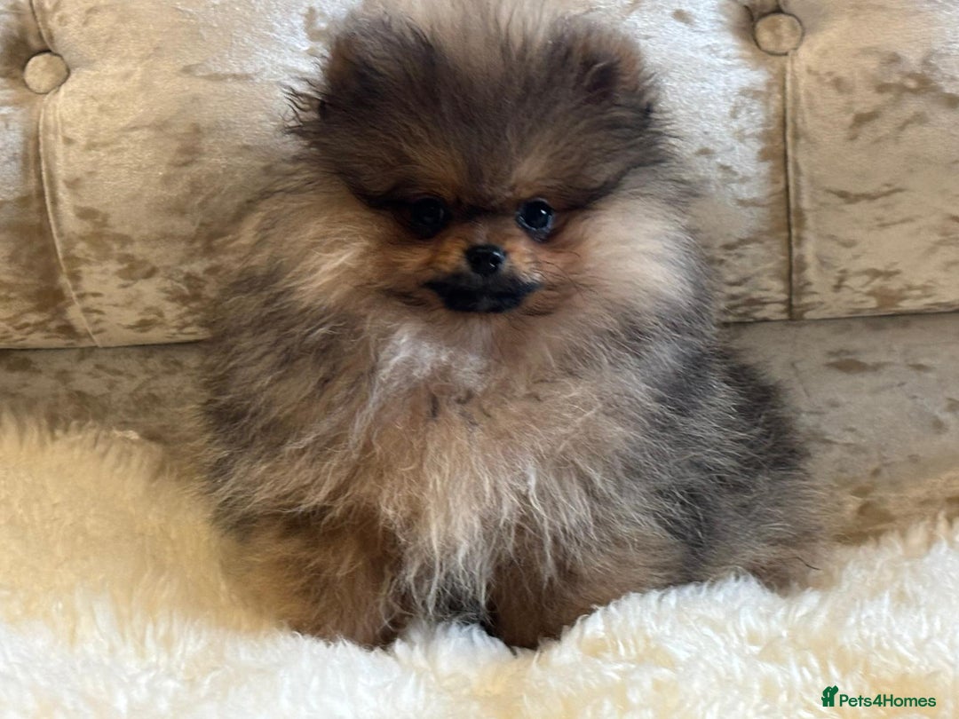 Pomeranian dogs for sale: Kc teddy bear pom babies  - Image 14