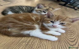 Domestic Shorthair cats for sale: 2 Male 2 female kittens for sale - Image 6
