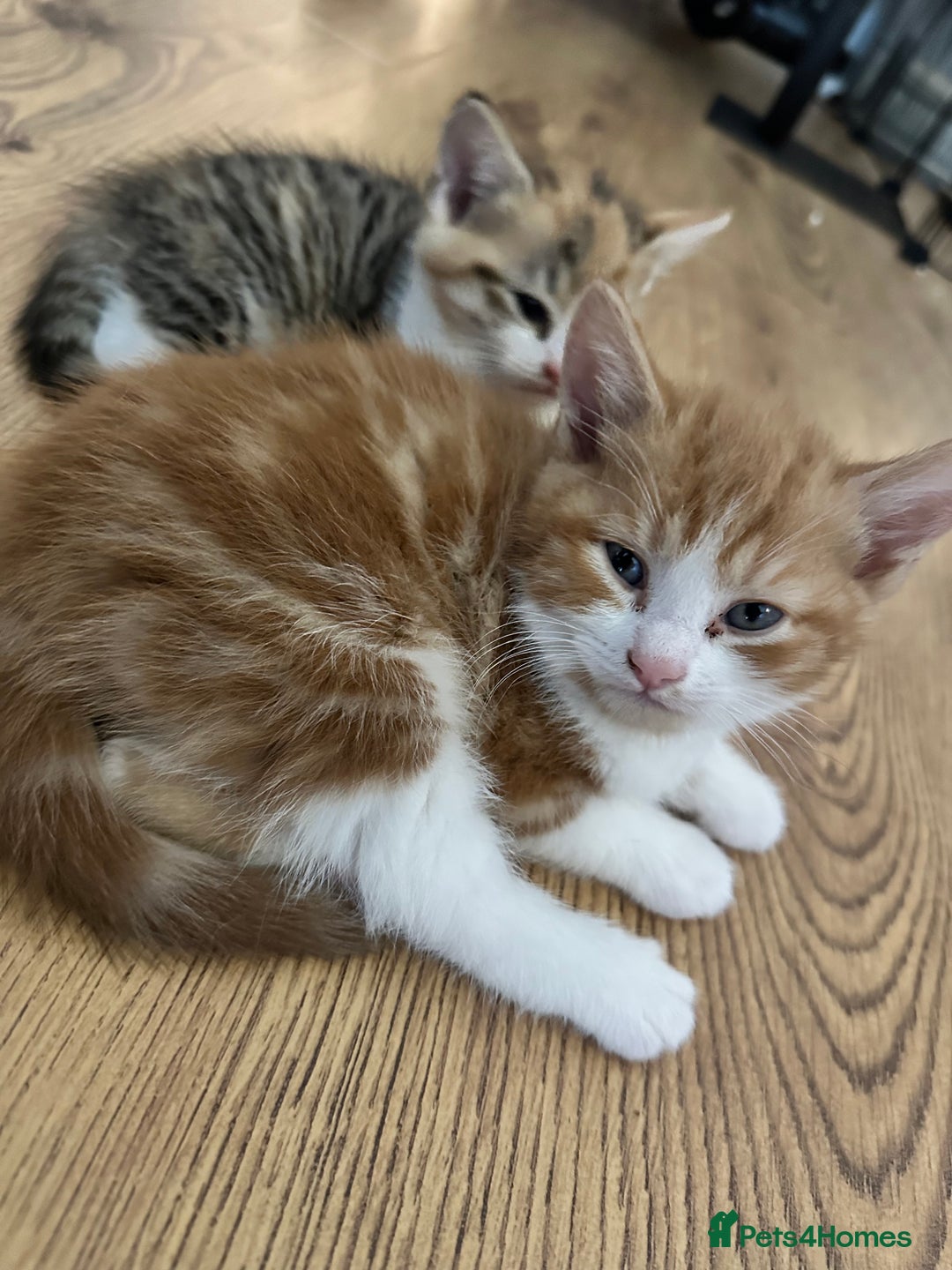 Domestic Shorthair cats for sale: 2 Male 2 female kittens for sale - Image 6