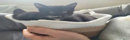 Mixed Breed cats for sale: 3 beautiful kittens left - Advert 13