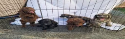 Cockapoo dogs for sale: Cockerpoo pups  - Advert 13