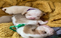 Beagle dogs for sale: Beautiful pedigree beagle pups - Image 12