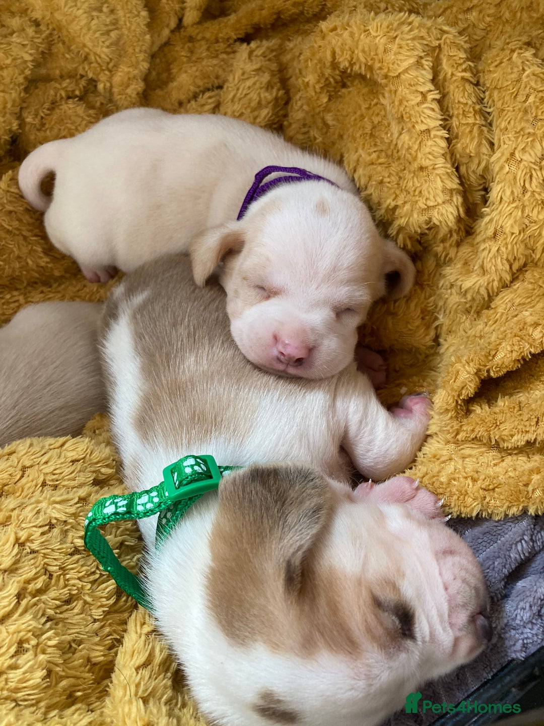 Beagle dogs for sale: Beautiful pedigree beagle pups - Image 12