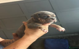 Mixed Breed dogs for sale: Bulldog puppy’s  - Image 4