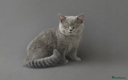 British Shorthair cats for sale: BRITISH SHORTHAIR CHAMPION BLOODLINE - Image 33