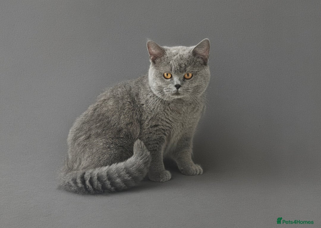 British Shorthair cats for sale: BRITISH SHORTHAIR CHAMPION BLOODLINE - Image 33