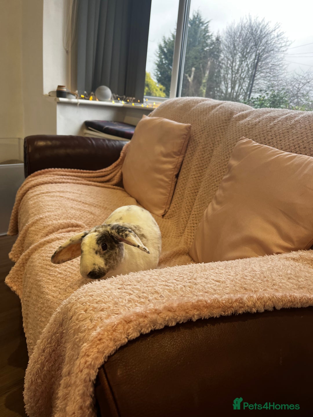 French Lop rabbits for sale: Gizmo and Della  - Image 2