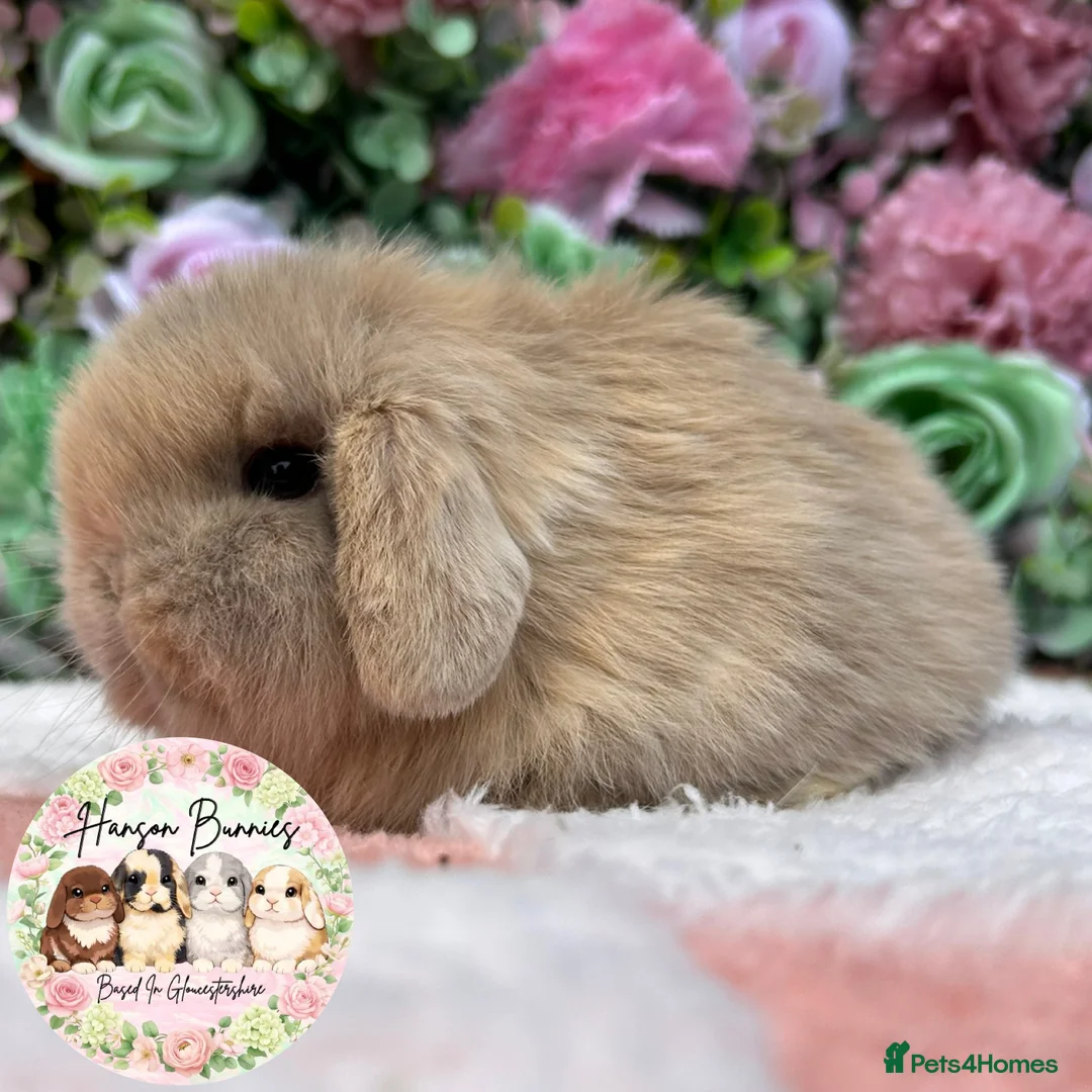 Mini Lop rabbits for sale: Beautiful Mini Lops For Sale - Advert 6