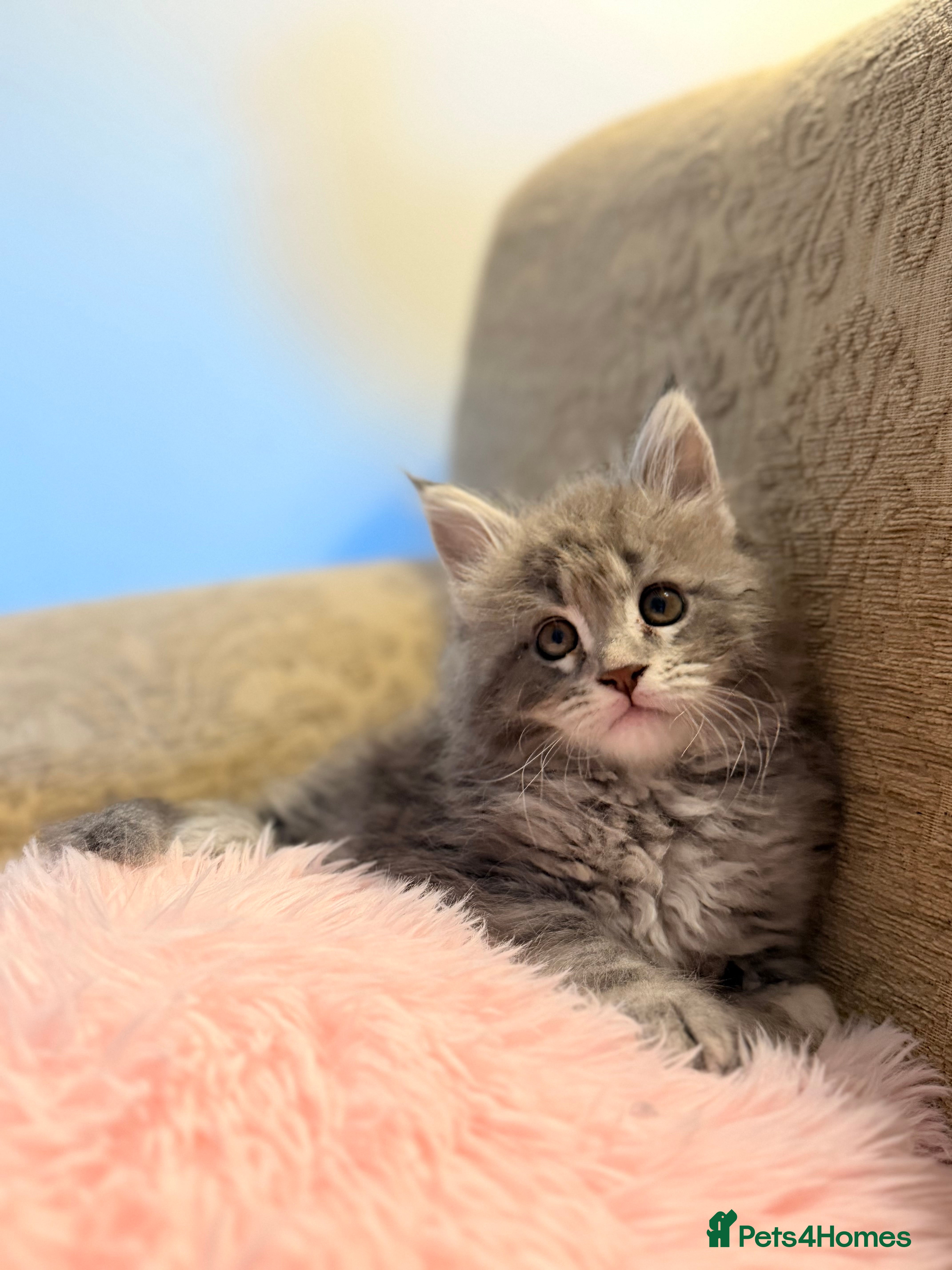 Maine Coon cats 🐾DNA CLEAR MAINE COON KITTENS🐾 🩷2 girls left) - Advert 16