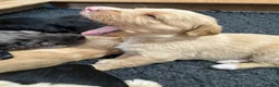 Labradoodle dogs for sale: Miniature Scruffy/ Bearded Labradoodle Puppies  in Taunton - Advert 10