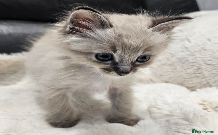 Ragdoll cats - Advert 2
