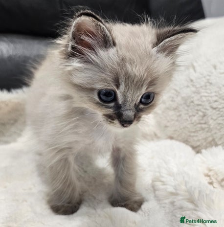 Ragdoll cats - Advert 2