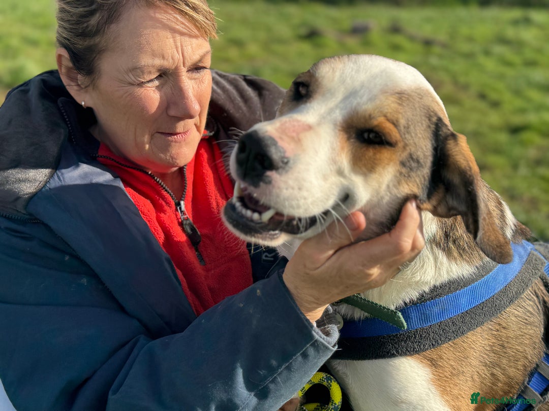 Mixed Breed dogs for adoption: Maya is Looking for a miracle 🩷 - Advert 24