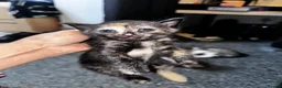 Egyptian Mau cats for sale: Torti kitten mix breed with Egyptian Mau - Advert 4