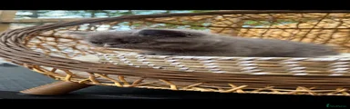 Exotic Kitten 1