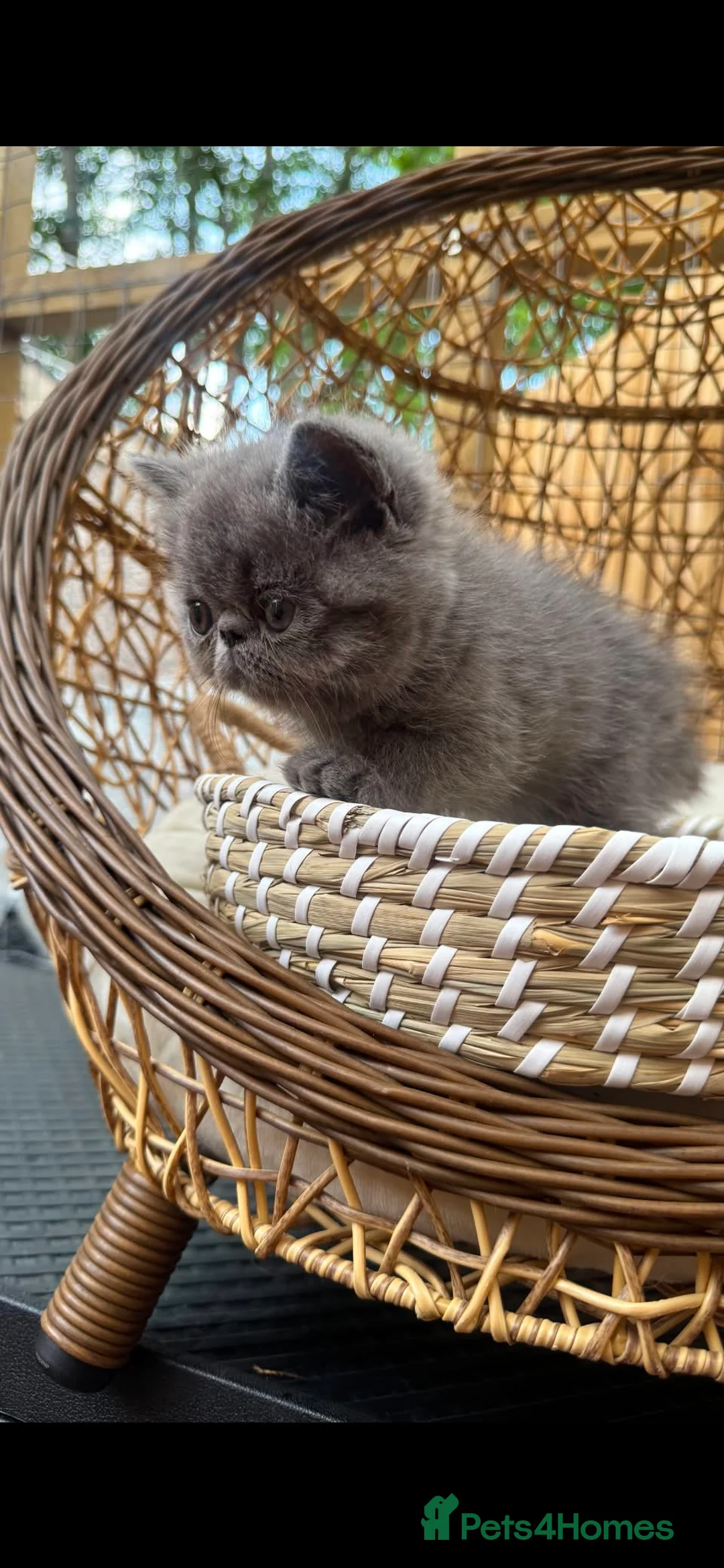 Exotic cats for sale: Exotic kittens  - Advert 2