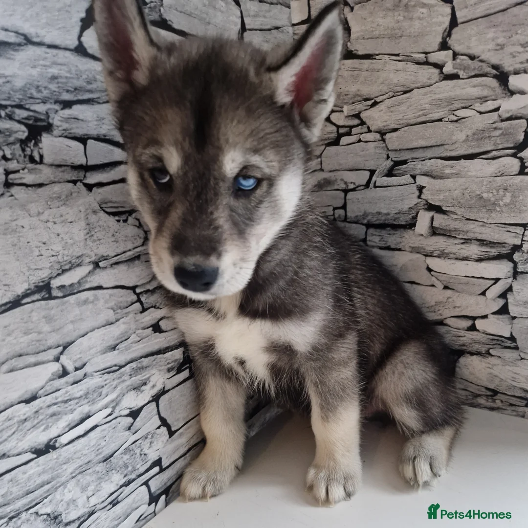 Siberian Husky dogs for sale: 1 beautiful girl left ❤️ ready now  - Advert 13