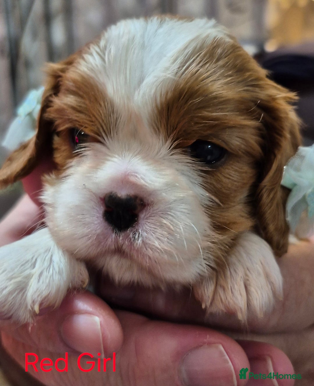 Cavalier King Charles Spaniel dogs for sale: KC Registered, Cavalier King Charles Spaniels  - Image 20