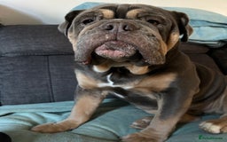 Mixed Breed dogs for sale: Bulldog x Neo Mastiffs  - Image 7
