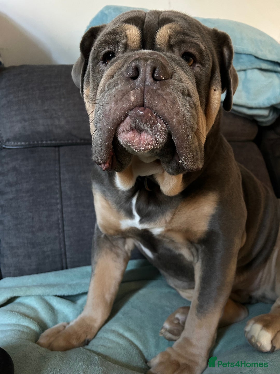 Mixed Breed dogs for sale: Bulldog x Neo Mastiffs  - Image 7