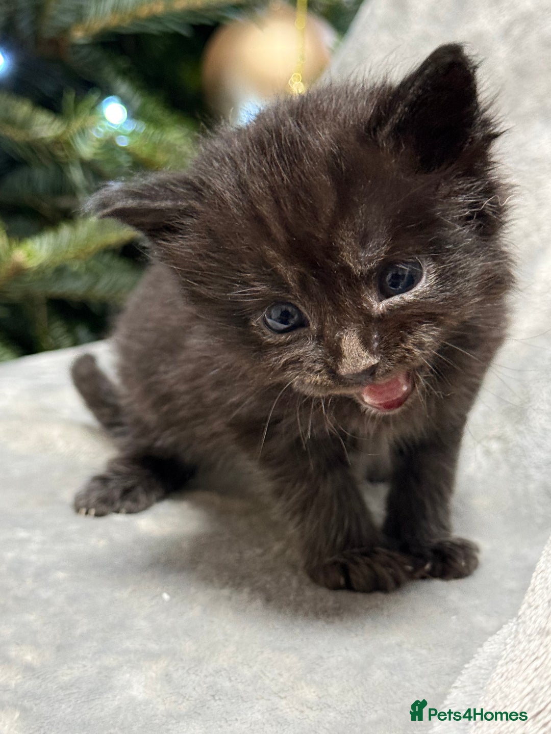 Maine Coon cats for sale: 5 adorable maine coon kittens - Advert 3