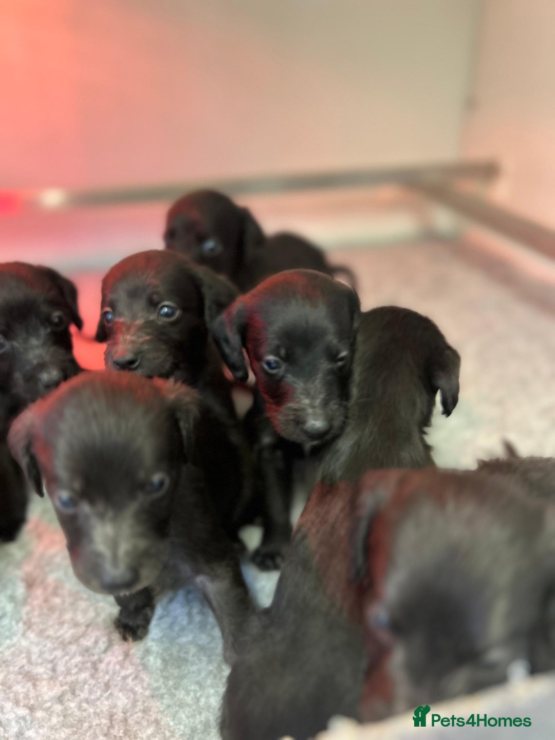 Mixed Breed dogs for sale: GENUINE BEDDY WHIPPETS 2 BOYS LEFT - Advert 7