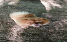 Chow Chow dogs for stud: Chow chow for stud - Image 2