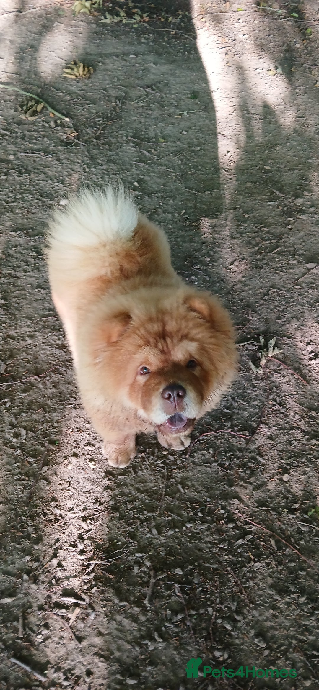 Chow Chow dogs for stud: Chow chow for stud - Image 2