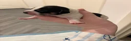 Jackshund dogs for sale: 4 Beautiful Male Jackhaunds   - Advert 4