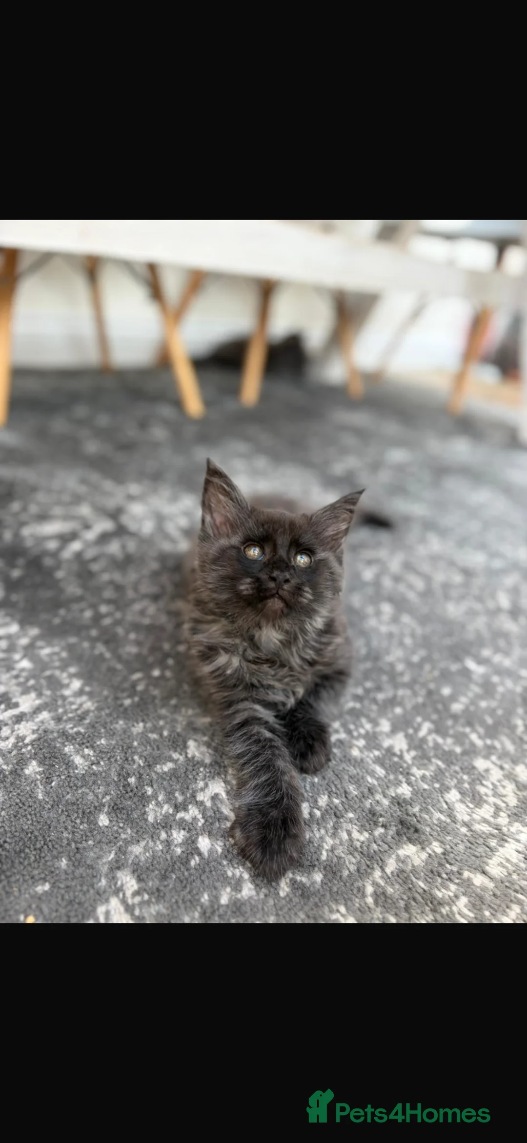 Maine Coon cats for sale: TICA Registered Black Smoke Maine Coons✨ - Advert 1